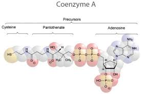 coenzyme是什么意思