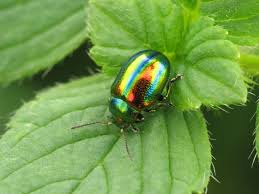 coleoptera是什么意思