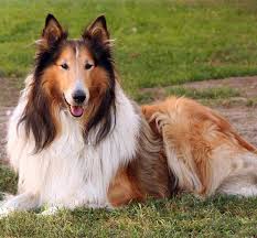 collie是什么意思