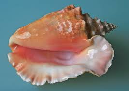 conch是什么意思