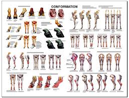 conformation是什么意思