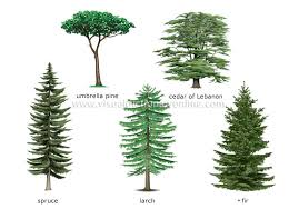 conifer是什么意思