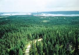 coniferous是什么意思