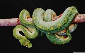 constrictor是什么意思