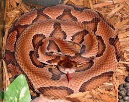 copperhead是什么意思