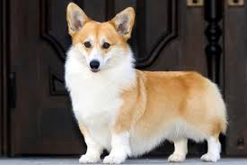 corgi是什么意思