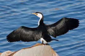 cormorant是什么意思