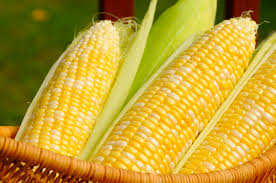 corn是什么意思