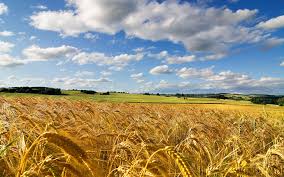 cornfield是什么意思
