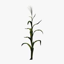cornstalk是什么意思