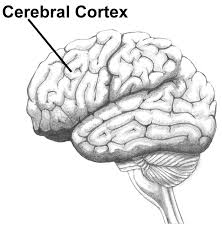cortex是什么意思