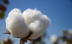 cotton是什么意思