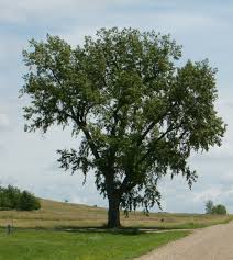 cottonwood是什么意思