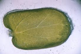 cotyledon是什么意思