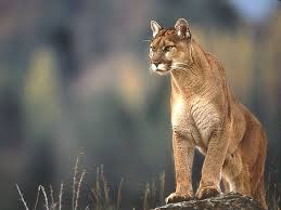 cougar是什么意思
