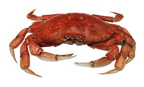 crab是什么意思