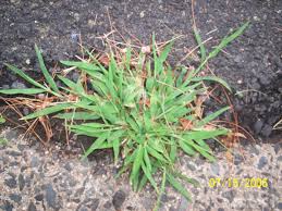 crabgrass是什么意思