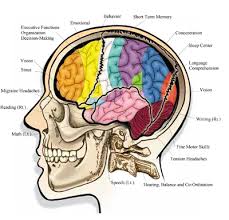 cranial是什么意思