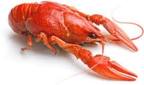 crawfish是什么意思