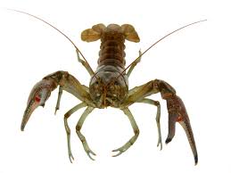 crayfish是什么意思