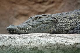 crocodile是什么意思