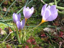 crocus是什么意思