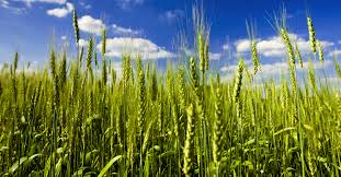 crop是什么意思