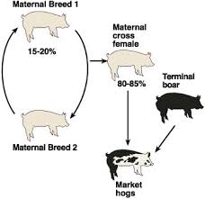 crossbreeding是什么意思