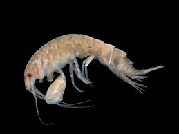 crustacean是什么意思