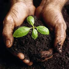 cultivate是什么意思