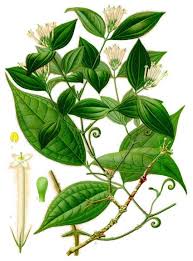 curare是什么意思