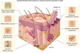 cutaneous是什么意思