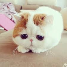 cute是什么意思