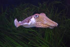 cuttlefish是什么意思