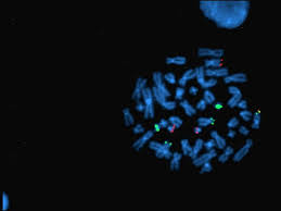 cytogenetics是什么意思