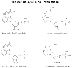 cytokinin是什么意思