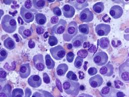 cytology是什么意思