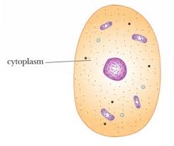 cytoplasm是什么意思