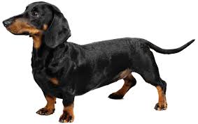 dachshund是什么意思