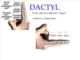 dactylic是什么意思