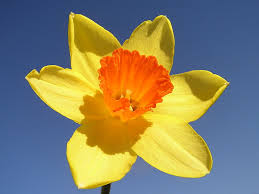 daffodil是什么意思