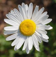 daisy是什么意思
