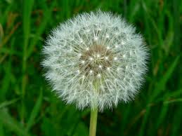 dandelion是什么意思