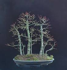defoliate是什么意思