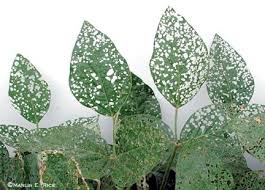 defoliation是什么意思