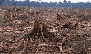 deforestation是什么意思