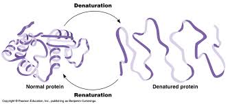 denaturation是什么意思
