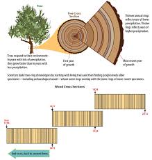 dendrochronology是什么意思