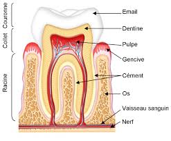 dent是什么意思
