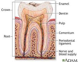 dentin是什么意思